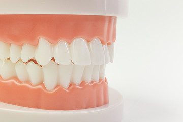 The Tooth model on white background for dental content.