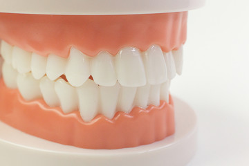 The Tooth model on white background for dental content.