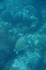 Fototapeta na wymiar turtle