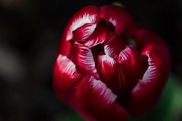 red tulip on black background