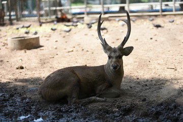 Deer sheltering in the shade of trees at Nakhon Pathom Zoo