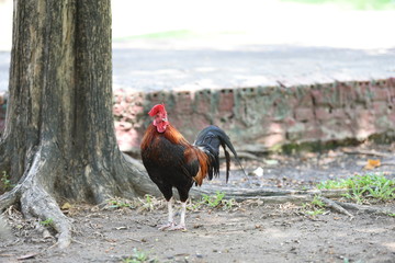 Small native chicken, find food in the garden at the temple in the morning.