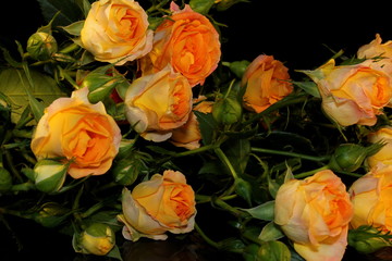  beautiful yellow rose with buds and green leaves on black background