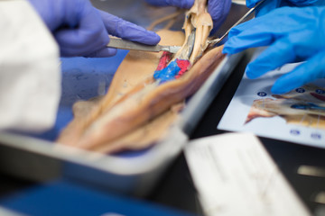 Fototapeta premium Close up of hands dissecting animal
