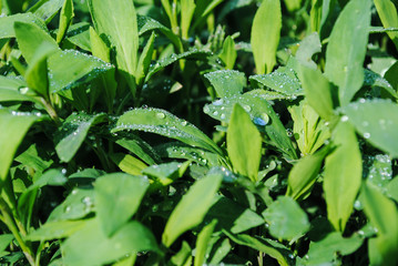 Morning. Dew on green leaves of grass.