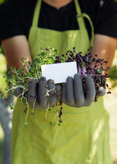 Microgreen in hands on the natural background with business card