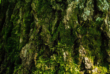 Relief of tree bark close up