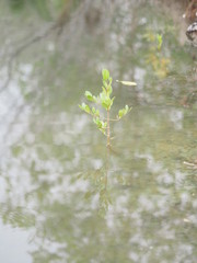 Mangrove tree reflection in the water
