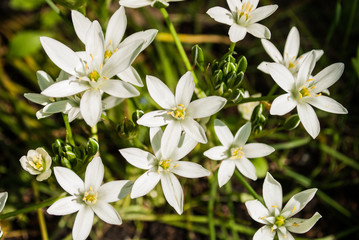 White flowers grow in a flower bed.