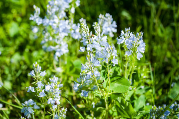 Flowering closeup of wildflowers.