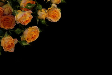  beautiful yellow rose with buds and green leaves on black background