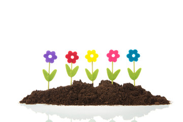 Row flowers in garden