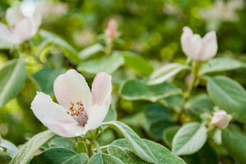 Pink flowers of apple tree close up