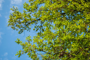 Blue sky and tree branches