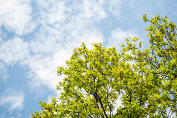 Blue sky and tree branches