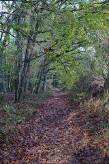 Forêt Domaniale de Vouillé-Saint-Hilaire