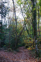 Forêt Domaniale de Vouillé-Saint-Hilaire