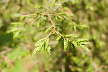 Branch of pine needles close-up on a green background.