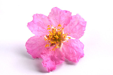 pink flower isolated on white background