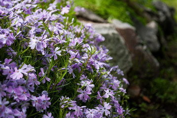 Obraz premium Purple flowers grow in a bed of stones