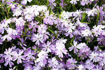 Obraz na płótnie Canvas Purple flowers grow in a bed of stones
