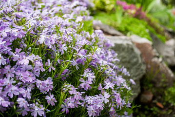 Obraz premium Purple flowers grow in a bed of stones