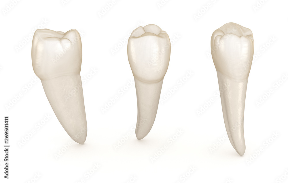 Wall mural Dental anatomy - mandibular premolar tooth. Medically accurate dental 3D illustration