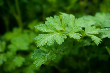Closeup of parsley leaves and dew drops on it