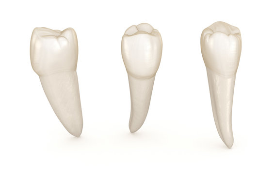 Dental anatomy - mandibular premolar tooth. Medically accurate dental 3D illustration