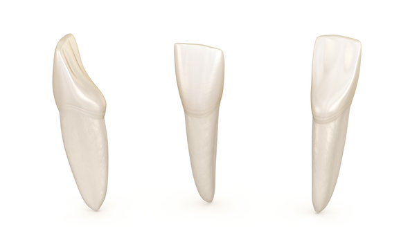 Dental anatomy - mandibular central incisor tooth. Medically accurate dental 3D illustration