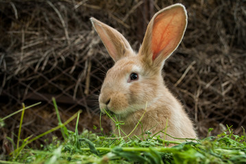 Naklejka na ściany i meble The red rabbit is sitting on the green grass.