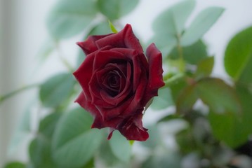 The house rose on the window