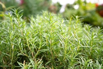 허브, 화분, 꽃, 보라색, 노란색, 보라색,  열매