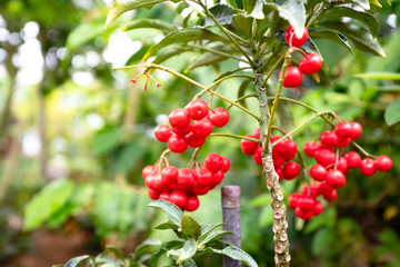 꽃, 허브, 열매, 보라, 노란