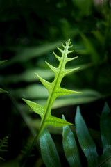 Fototapeta na wymiar small leaf in the wood