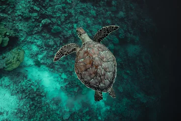 Fototapeten Schildkröte Green sea turtle crusing the great blues.  © Niyash