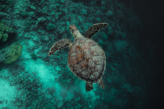 Green sea turtle crusing the great blues.