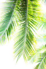 Obraz premium Detail of coconut trees with soft light background or vintage style.