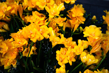 꽃, 허브, 열매, 보라, 노란