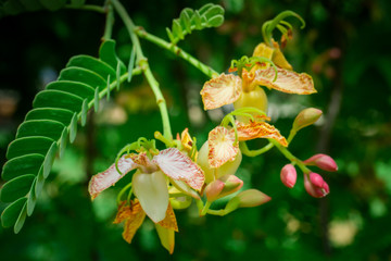 tamarind flower on tree tamarind
