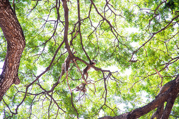 Green tree leaf in the nature