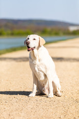 labrador is sitting on a path