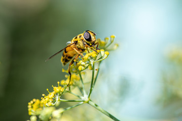 Close-up detail of a honey bee apis collecting pollen on flower in garden