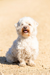 Coton de Tulear sitting outdoors in the sun
