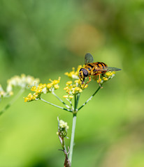 Close-up detail of a honey bee apis collecting pollen on flower in garden