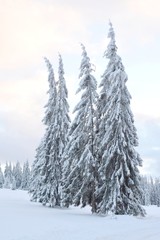 fir trees covered with snow