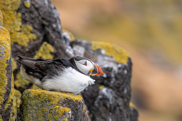 Atlantic Puffins (Fratercula arctica), standing on the cliff at Isle of May