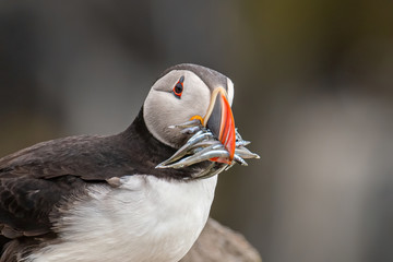 Atlantic Puffin (Fratercula arctica) at isle of May,Scotland