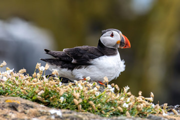 Atlantic Puffins (Fratercula arctica), standing on the cliff at Isle of May