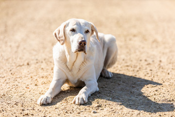 Labrador is playing on a path